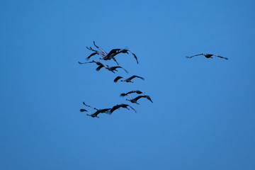 Kraniche im Flug