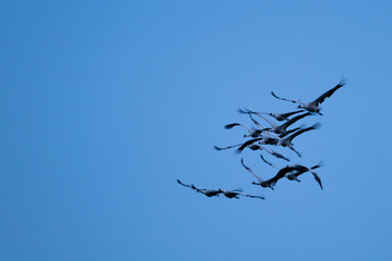 Kraniche im Flug © Alexander von Düren