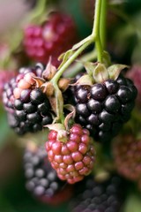 blackberry fruit close up