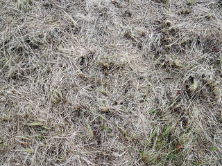 mowed dry and green grass