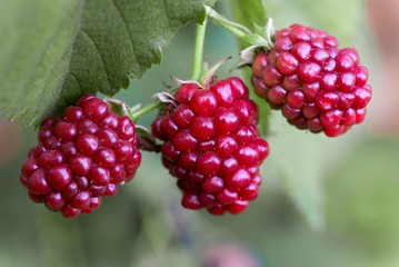red blackberries. blackberry macro shot
