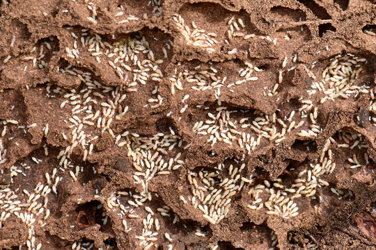Termiten-Bau / Termitenstaat (Reticulitermes lucifugus / Reticulitermes balkanensis) auf Symi, Griechenland - termites on the greek istland Symi