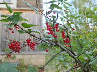 Sprigs with red currant berries