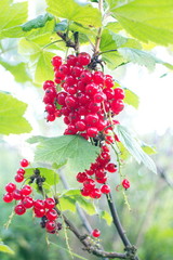 Sprigs with red currant berries