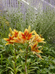 Yellow lily flower, Lily flower in the garden. Shallow depth of field.