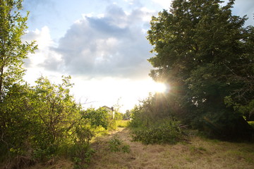 The sun shines through the foliage of the trees