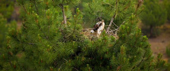 Spanish imperial eagle (Aquila adalberti)