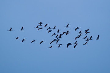 Kraniche bei der Frühjahrsrast in Mecklenburg Vorpommern