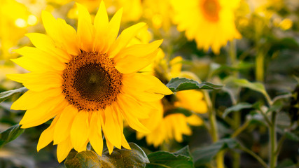 Obraz premium field of sunflowers