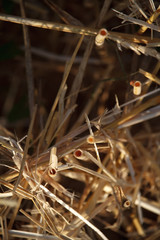 Close-up of the stubble of a mowed wheat field of wheat, rows of ears on a mowed field