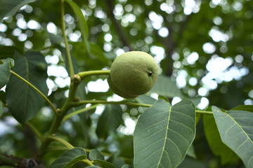 Green raw walnuts on a walnut tree branch