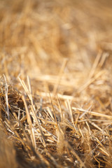 Fototapeta premium Close-up of single wheat ears against a background of blurred stubble from a wheat field