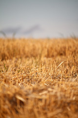 A golden stubble of mown wheat field against a blue sky, selective focus