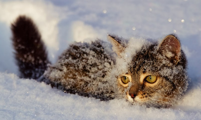 Close up of a little tabby kitten goes through the brilliant snow, cold winter