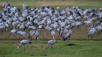 Kraniche bei der Frühjahrsrast in Mecklenburg Vorpommern