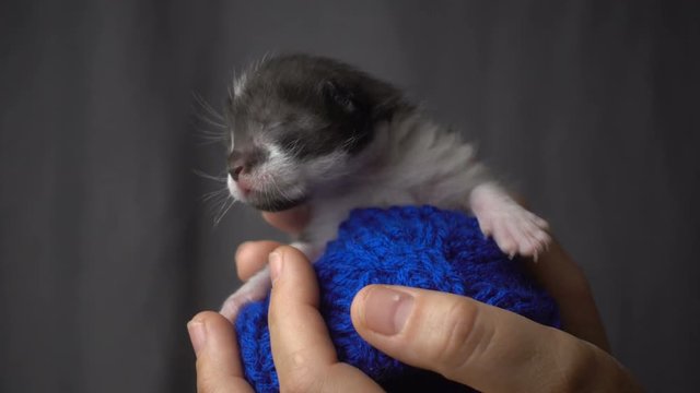 Gray newborn kitten in woman hands