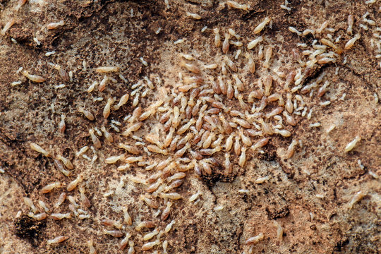 Termiten-Bau / Termitenstaat (Reticulitermes lucifugus / Reticulitermes balkanensis) auf Symi, Griechenland - termites on the greek istland Symi