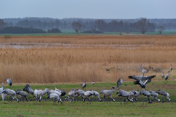 Kraniche bei der Frühjahrsrast in Mecklenburg Vorpommern