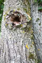 tree trunk with a hollow closeup