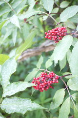 Green bushes with elderberry summer day