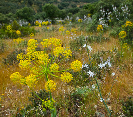 Mediterranean forest in springtime