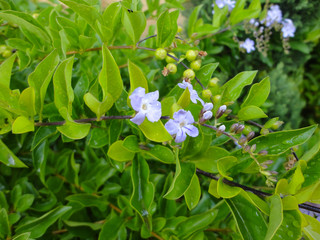 Pequeñas flores moradas con muchas hojas detras de ellas