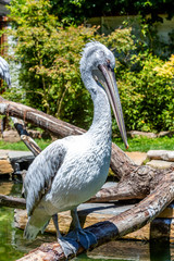 Pelican  on a branch in the forest