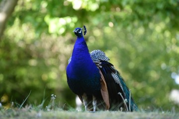 Obraz premium Pavo Real