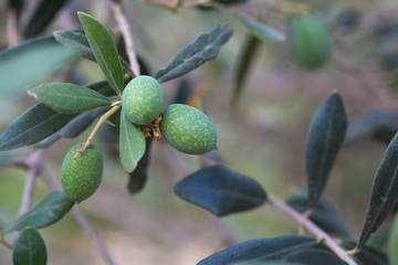 Olives on a branch of an olive tree. Detail close-up of green fruit olives with selective focus and shallow depth of field.