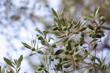 Olives on a branch of an olive tree. Detail close-up of green fruit olives with selective focus and shallow depth of field.