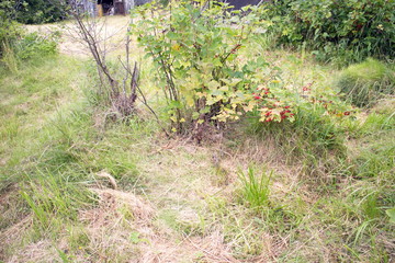 Obraz premium Green bushes with red currant berries