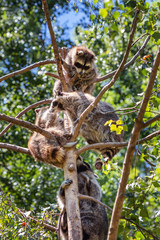 Raccoons in a tree branch