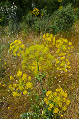 Obraz premium Mediterranean forest in springtime