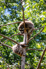Raccoons in a tree branch