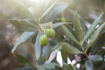 Olives on a branch of an olive tree. Detail close-up of green fruit olives with selective focus and shallow depth of field. © Andre