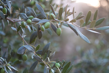 Olives on a branch of an olive tree. Detail close-up of green fruit olives with selective focus and...