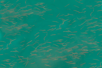 Fototapeta na wymiar small fish in the sea