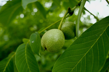 Green raw walnuts on a walnut tree branch