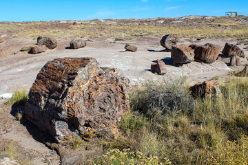 Petrified Wood in Petrified Forest National Park