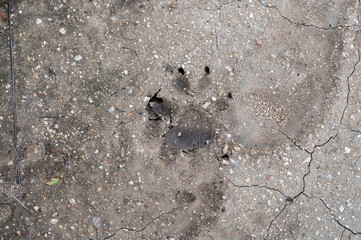 Close up of bear track left on a trail after a heavy rain.