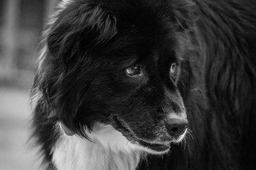 Black and white extreme close up portrait of an old black and white dog.