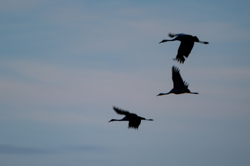 Kraniche im Flug