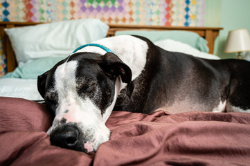 Close up of a large old black and white Great Dane sleeping on an unmade bed with an old fashioned quilt hanging in the background.