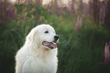 happy maremma sheepdog. Big white dog breed maremmano abruzzese shepherd sitting in the field of lupines at sunset.