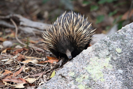 short-beaked echidna in the forest on food search  on Magnetic Island, Queensland Australia