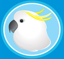 Cockatoo