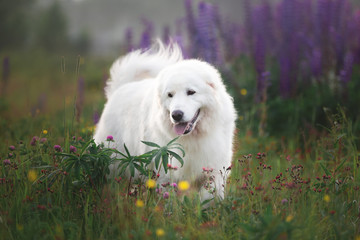 happy maremma sheepdog. Big white dog breed maremmano abruzzese shepherd strolling in the field of lupines at sunset.