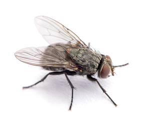 fly isolated on a white