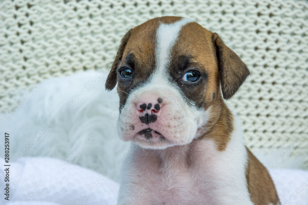 Wall mural Portrait of a small puppy dog