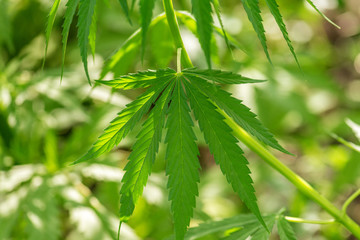 Marijuana cannabis leaf background.